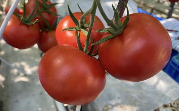 エア・ウォーターは千歳農場のトマト生産量を1.5倍に増やす（千歳市）