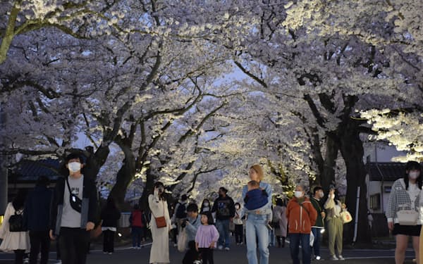 ライトアップされた桜のトンネルはたくさんの花見客を集めた（１日、福島県富岡町）