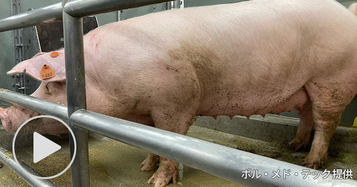 Transplanting Pig Organs to Humans: Japan's First Clinical Trial Expected in '28, Quick Video Explanation