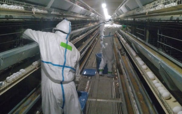 国内では1600万羽以上の採卵鶏が殺処分になった＝青森県提供