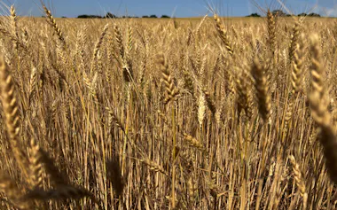 Wheat nearly ready to harvest in Kingman, Kansas, U.S., May 13, 2026. The second day of the annual Wheat Quality Council tour of Kansas, the top U.S. hard red winter wheat producer. REUTERS/Emily Schmall