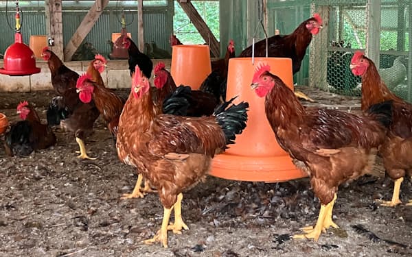 通常の鶏に比べて２倍の大きさに育つ天草大王（熊本県天草市）