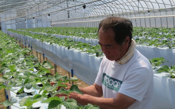 ストロベリーファームは夏イチゴの安定生産に取り組んできた（秋田県仙北市）