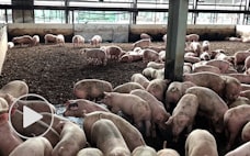 豚に優しい飼育環境　時代を先取りした「経営の必然」