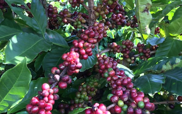 コーヒー豆やカカオ豆などの国際価格が高騰している＝石光商事提供