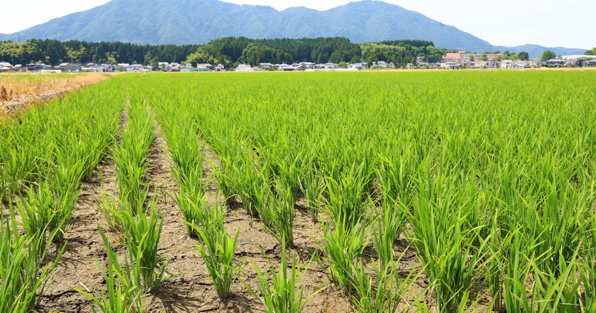 宮崎県の早場米が4割安 2026年産の新米価格、下落基調強まる - 日本経済新聞