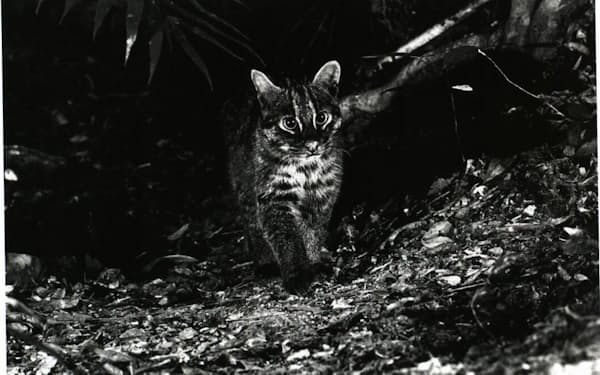絶滅危惧（きぐ）種のイリオモテヤマネコ。人家近くの林縁部を中心に生活している夜行性の強い動物。