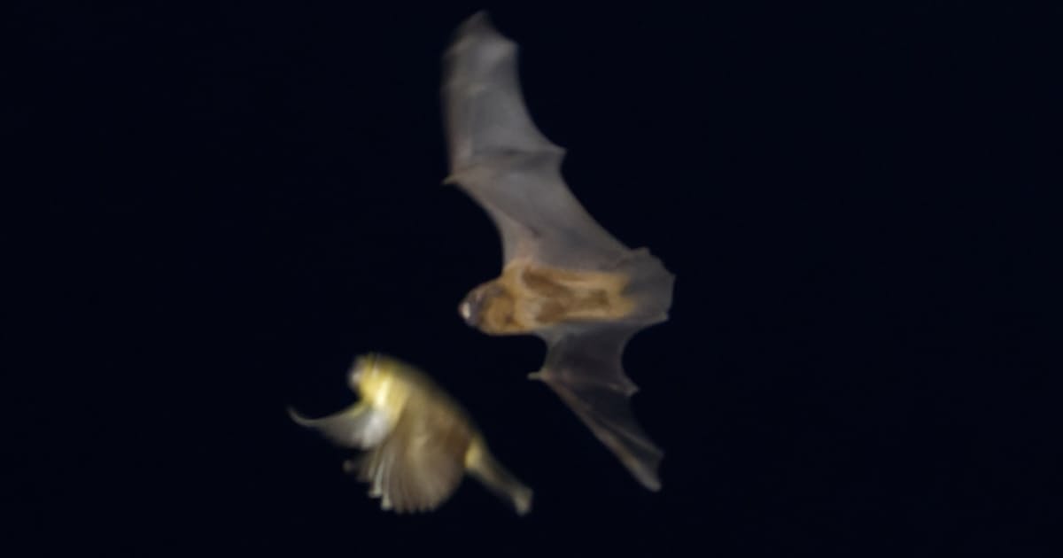 コウモリが夜間飛行中の鳥を捕食 東京大学など、瞬間を撮影