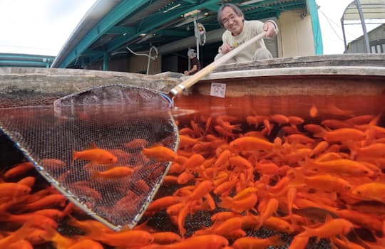 金魚すくいでみかける品種から高級金魚まで10万匹以上を育てている（奈良県大和郡山市）=森山有紗撮影