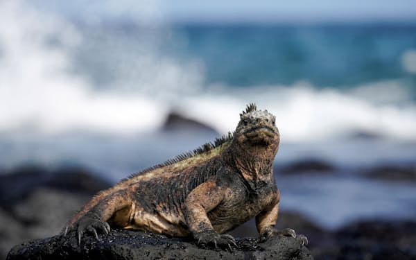 エクアドルはガラパゴス諸島の自然保護を条件に、債務の再編を受ける＝ロイター