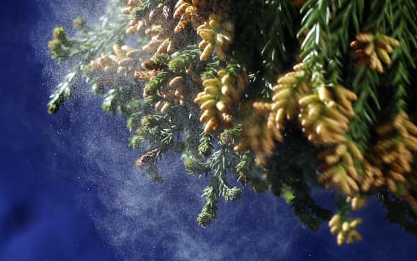 政府は30年後の花粉発生量の半減を目指す