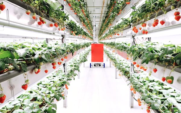オイシイファームは米ニュージャージー州でイチゴの植物工場を運営する
