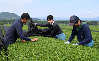 農家から茶葉の説明を受ける小川春空さん(中)=鹿児島県枕崎市
