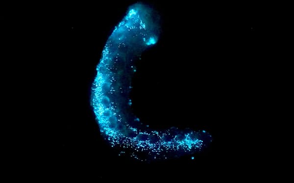 深海に住むハゲナマコを触ると全身に青い光が広がった＝名古屋大学の別所学特任助教提供