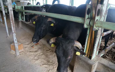 畜産農家の経営難で和牛の飼育頭数が減っている