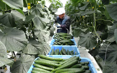 養液栽培で育ったキュウリを収穫する(高知県南国市の下村青果商会)