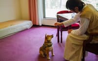 嬬恋プリンスホテル（群馬県嬬恋村）は、犬と一緒に宿泊できる客室の営業を開始する