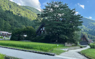 合掌造り集落で酒米の試験生産が進められている(岐阜県白川村)