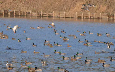カモなどの渡り鳥が集まる「夏目の堰」(千葉県東庄町)=同町提供