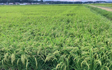 JA全農みやぎは「ひとめぼれ」などの代表的な銘柄の概算金引き下げを決めた(宮城県内の水田)