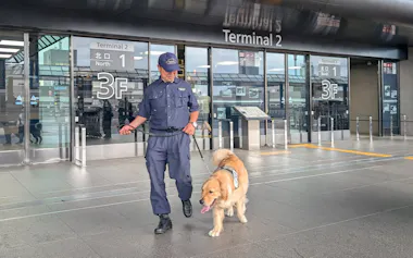 成田空港の爆発物探知犬は旅客ターミナル周辺などを巡回する(8月、千葉県成田市)