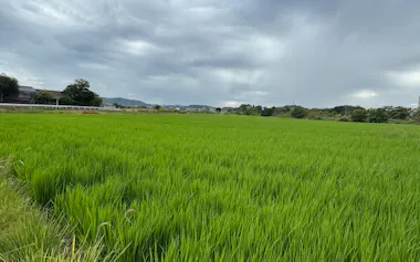 岡山県瀬戸内市の水田(2日)
