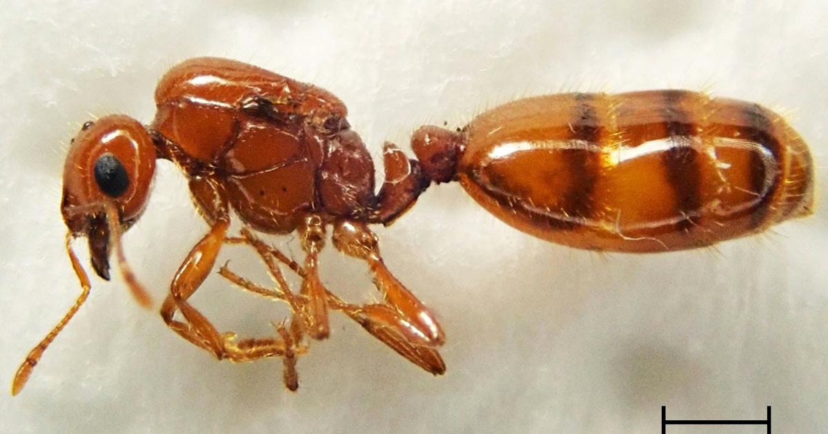 神戸で初!「コガネヒアリ」上陸、アレルギー懸念