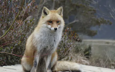 ホンドギツネ「はっさく」(2025年12月)=盛岡市動物公園ZOOMO提供・共同