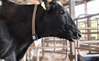 牛の首にセンサーを装着して行動観測するシステム「U-motion」