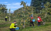 おそろいのカッパと長靴を着用し、作業の一体感を高めるリンゴ収穫体験ツアーの参加者