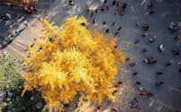 観光客に人気の中国の四川省にある樹齢1000年のイチョウ。秋に葉を落とす前、イチョウの葉は鮮やかな黄色に染まる。（PHOTOGRAPH BY VCG, GETTY IMAGES）