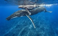 南太平洋にあるクック諸島最大の島であるラロトンガ島沖を泳ぐザトウクジラの母子。（PHOTOGRAPH BY BRIAN SKERRY, NAT GEO IMAGE COLLECTION）
