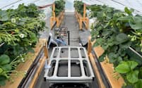 開発したビニールハウスやロボット台車でイチゴを栽培（大阪府和泉市）