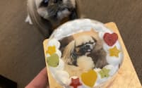 愛犬の写真をあしらったケーキも人気だ（Cake.jp提供）