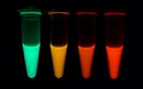緑色蛍光タンパク質（左端）を改変して、緑と赤の両方の蛍光を発するようにし（中央の２つ）、最終的に完全な赤色（右端）にした＝京大の今村博臣准教授提供