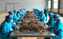 中国での原料生薬の加工風景