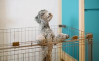 「ヒルトン・ガーデン・イン京都四条烏丸」は６月から、イヌと一緒に泊まれる「ドッグフレンドリープラン」の販売を始めた