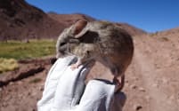 南米アンデス山脈のアタカマ高原で見つかった生きたネズミ＝Marcial Quiroga-Carmona氏提供