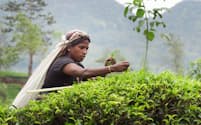 キリンビバレッジの飲料「午後の紅茶」で使う茶葉を育むスリランカの紅茶農園