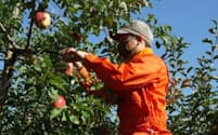 弘前市は2021年から市職員が副業でリンゴ農園で働けるようにしている（弘前市提供）