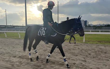 競走馬のケガをデータで予防 経験・感覚頼みから脱却