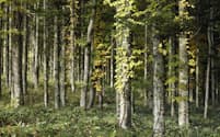 住友林業は木材の利活用に向けてバイオスタートアップに出資する