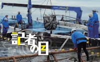 ニッスイ子会社の黒瀬水産（宮崎県串間市）が養殖するブリの水揚げ