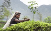 キリンホールディングスはスリランカの紅茶畑の自然関連リスクを分析している
