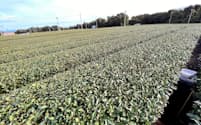 県は二酸化炭素の吸収量を解析し、茶畑の多面的な機能を検証する（静岡県牧之原市の茶畑）