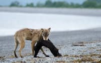 米国アラスカ州のカトマイ国立公園で、ラッコをくわえるオオカミ。最新の研究によって、沿岸に暮らすオオカミがアザラシやラッコの狩りをする姿が初めてカメラに収められた。（PHOTOGRAPH BY LANDON BAZELEY）