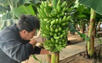 収穫されるバナナ。大きな房となって実り、上のほうに実るものが高級品として販売される（11月27日）