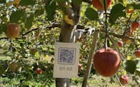 QRコードで果樹を１本ずつ管理し、果実の生育状況や日々の農作業の進捗などを把握