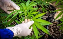 大麻草原料の医薬品の利用が解禁される