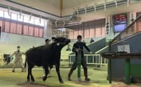 和牛の子牛市場では上場頭数が増えて、価格が下落している（ホクレン十勝地区家畜市場）